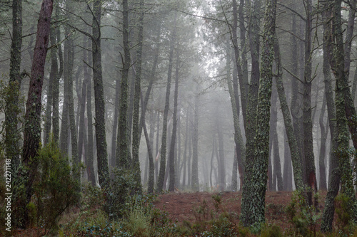 Bosque de pino negral en invierno con niebla de fondo. Pinus pinaster.