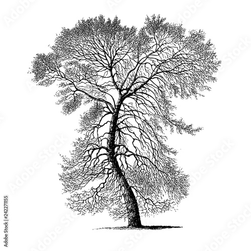 Black Poplar Tree Illustrations