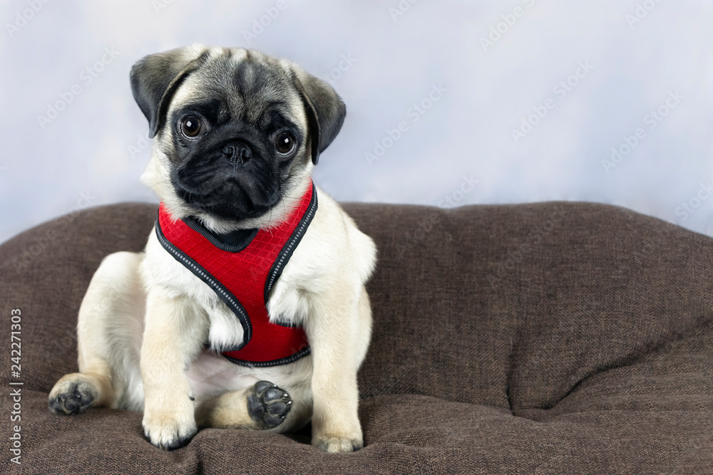 Pug puppy in a red harness sits on a brown pillow