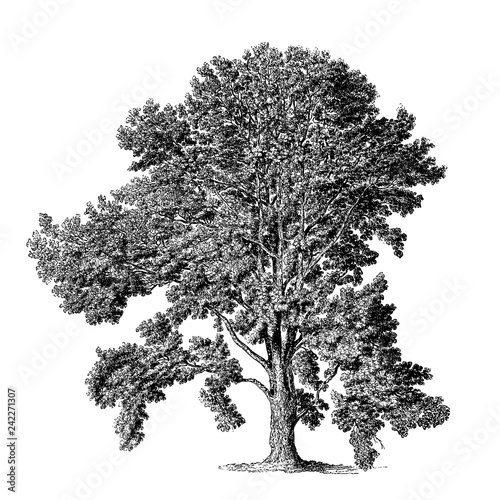 Poplar Tree Illustrations