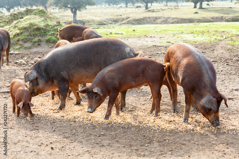 Iberian pigs grazing in a farm Iberian pigs grazing in a farm