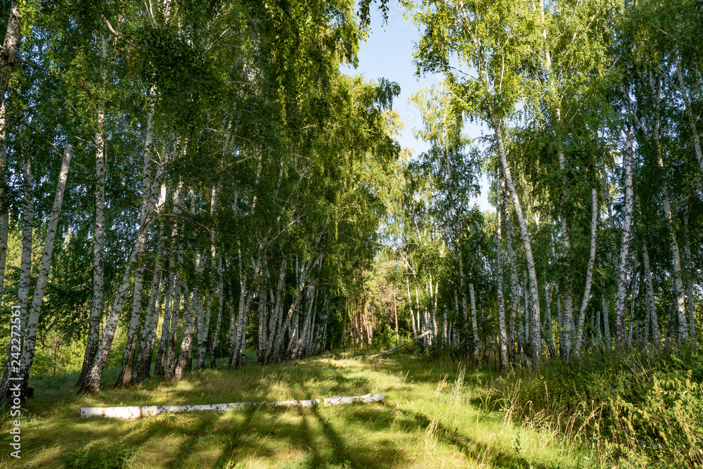 Fototapeta premium forest, trees, birches, grove, light, shadow, nature, recreation, walk, landscape