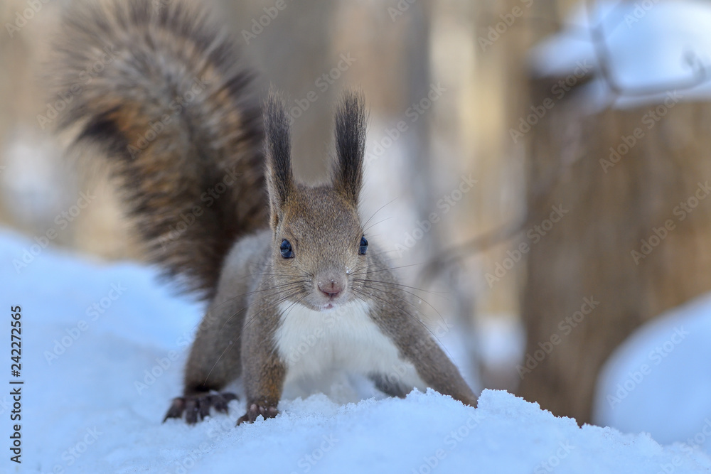 Fototapeta premium 冬のエゾリス