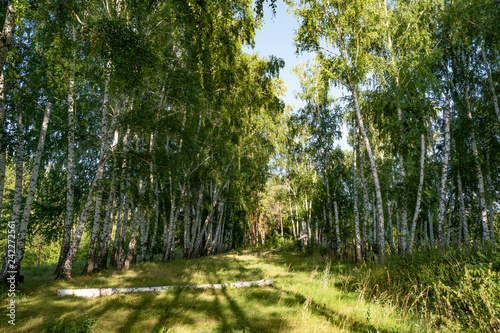 forest  trees  birches  grove  light  shadow  nature  recreation  walk  landscape