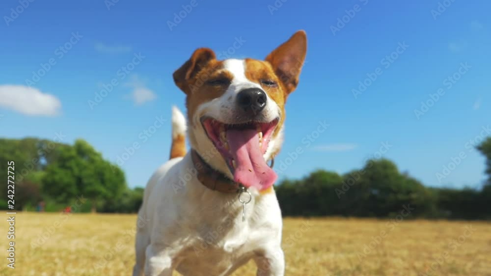 Jack Russell fetching with a stick, dog waiting for the stick to be thrown. Super slow motion Jack Russell fetching with a stick, dog waiting for the stick to be thrown. Super slow motion