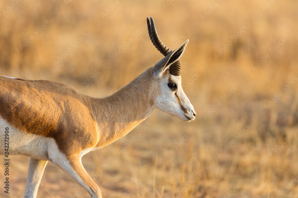close side view on springbok antelope (antidorcas marsupialis) in savanna close side view on springbok antelope (antidorcas marsupialis) in savanna
