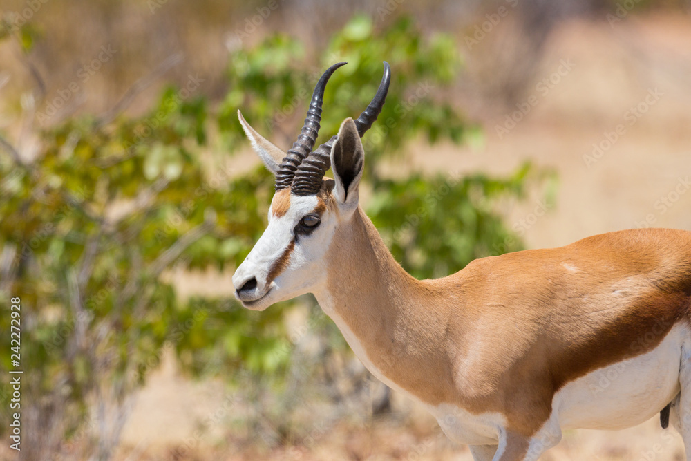 Fototapeta premium side view portrait male springbok (antidorcas marsupialis) standing