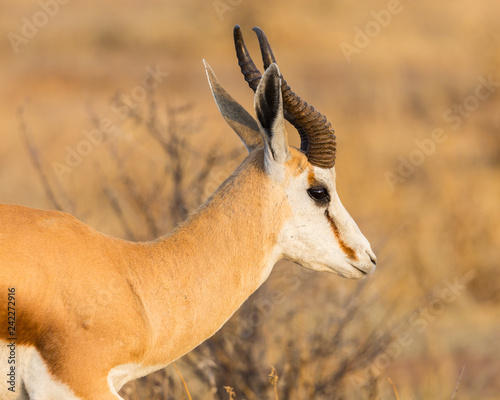 side view portrait horned springbok (antidorcas marsupialis) in savanna
