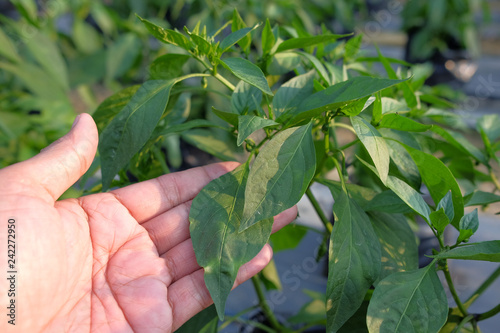 Man hold chili tree in farm with modern system use poly bag , poly pipe and fartigation system.