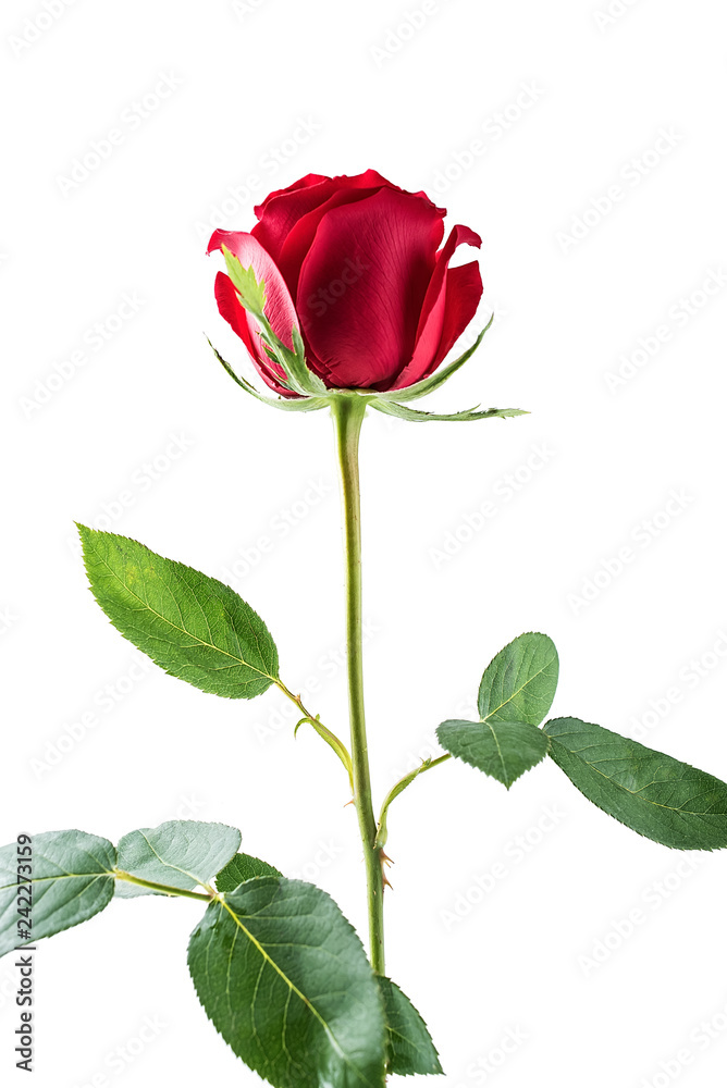 Obraz premium A red rose / Valentine's Day still life poster background material