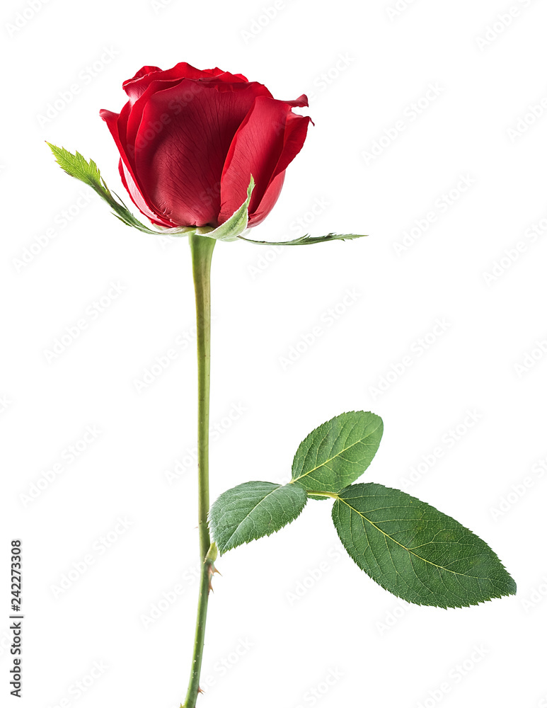 A red rose / Valentine's Day still life poster background material