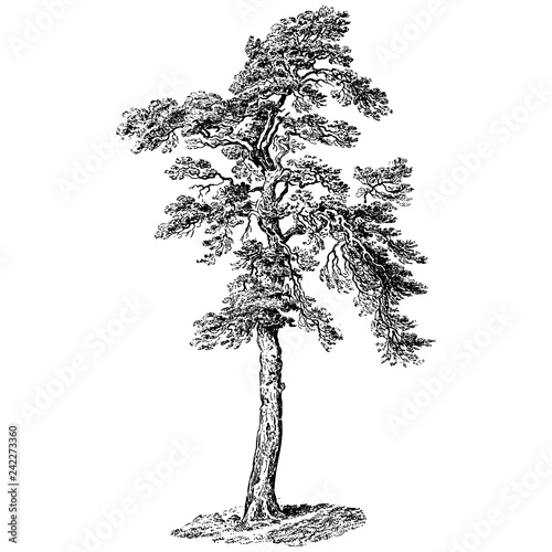 Scots Pine Tree Illustrations