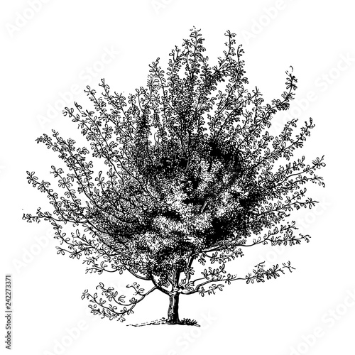 Scarlet Hawthorn Tree Illustrations