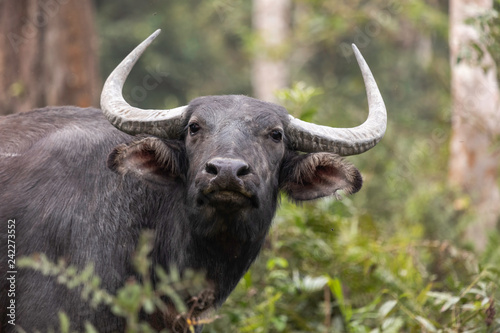Portrait:Wild Asian buffalo (Bubalus arnee) at Kazranga NP, Assam, India