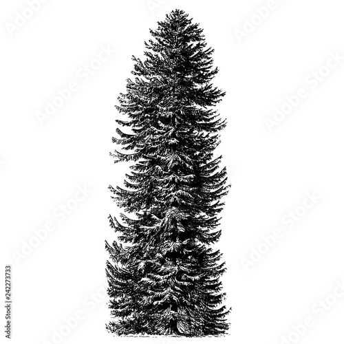 Tree Spruce Engraving Vintage Vector Illustration