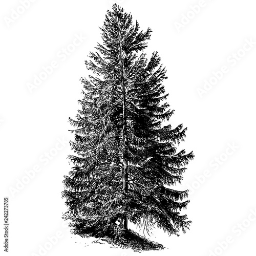 Spruce Tree Illustrations