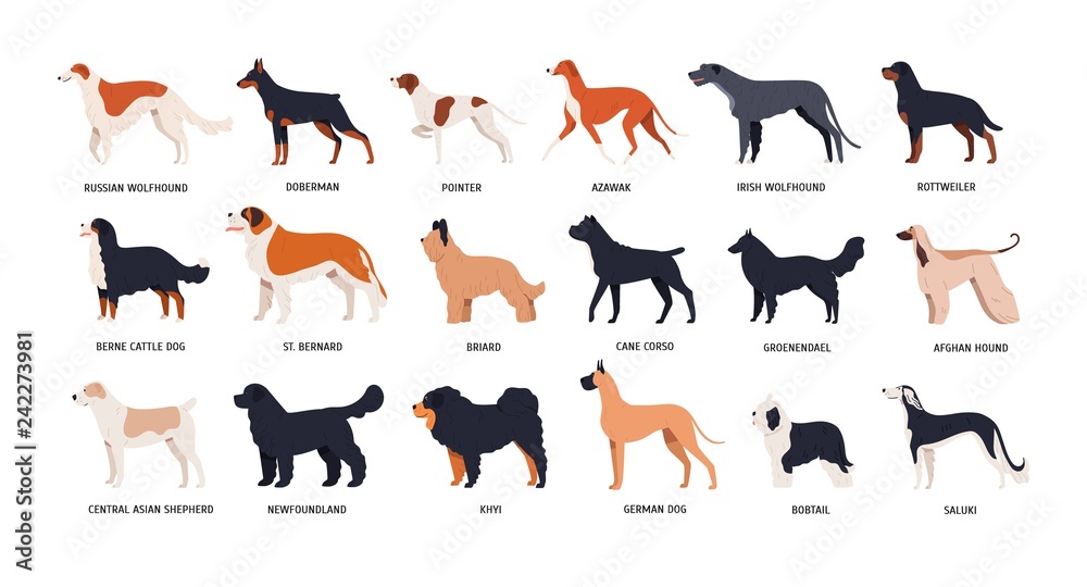 Bundle of funny cute dogs of different breeds isolated on white background. Set of purebred pets or domestic animals of various types. Side view. Colored vector illustration in flat cartoon style.