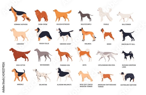 Set of dogs of different breeds isolated on white background. Collection of purebred pets, domestic animals or doggies of various types. Side view. Colored vector illustration in flat cartoon style.