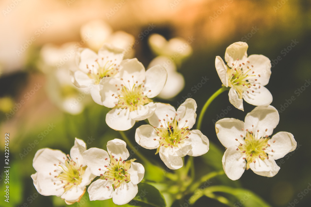 Fototapeta premium spring flowering trees