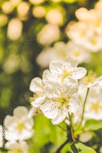 spring flowering trees