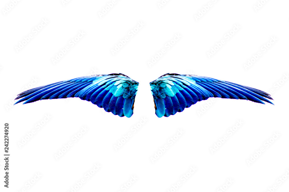 wing separate white background wing separate white background