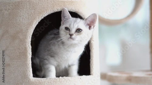 Cute American short hair kitten playing on cat tower 