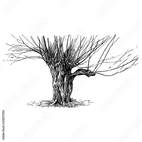 Tree Pollard Engraving Vintage Vector Illustration photo