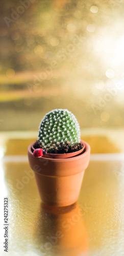 Cactus in a jamb on a golden background photo