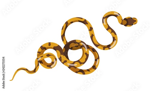 Snake or serpent isolated on white background