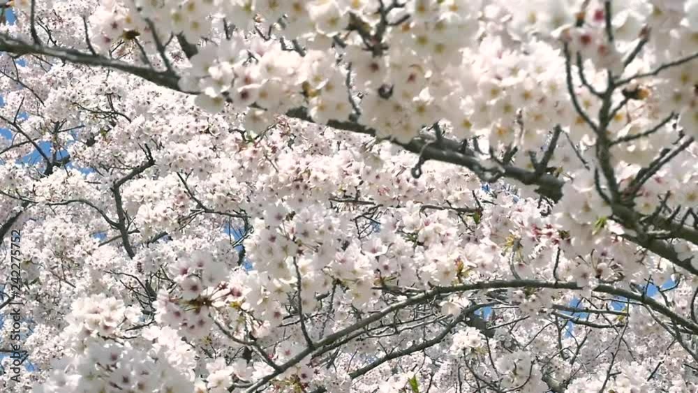 桜 染井吉野 桜 染井吉野