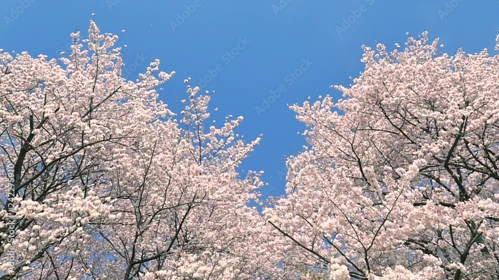 1704_sakura_slow_226b 1704_sakura_slow_226b
