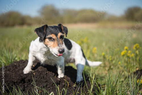 Dog is sitting on a molehill - Jack Russell Terrier 7 years ol