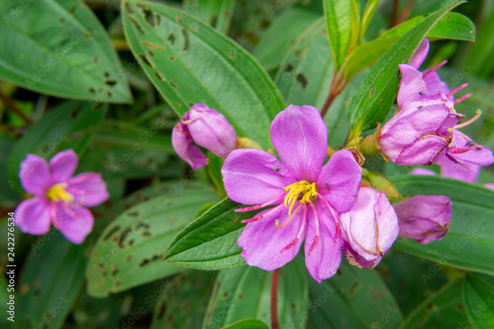 Naklejka premium Rose Myrtle flower background wallpaper