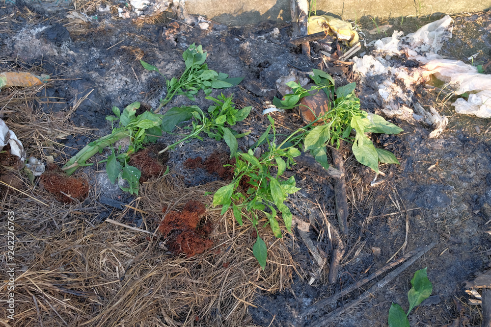 Chilli mosaic virus (CMV) is common disease of chilli. The leaves turned to unequal yellowish green. Chilli mosaic virus (CMV) is common disease of chilli. The leaves turned to unequal yellowish green.