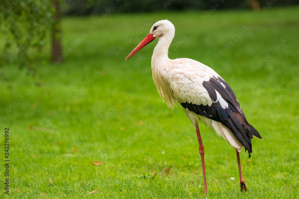 Stork bird Ciconia ciconia in grass Stork bird Ciconia ciconia in grass