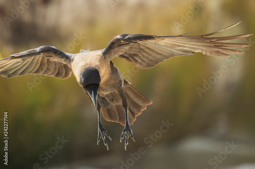 Closeup of a House crow Corvus splendens bird
