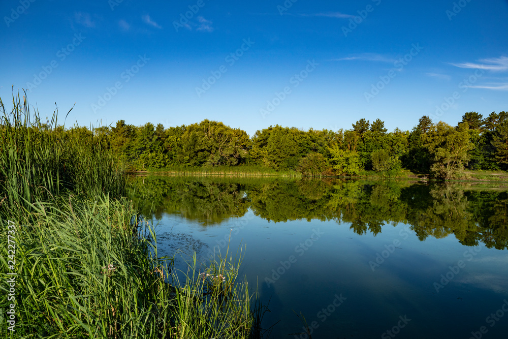 pond, river, shore, plants, forest, trees, thickets, sky, reflection, water, surface, nature, landscape
