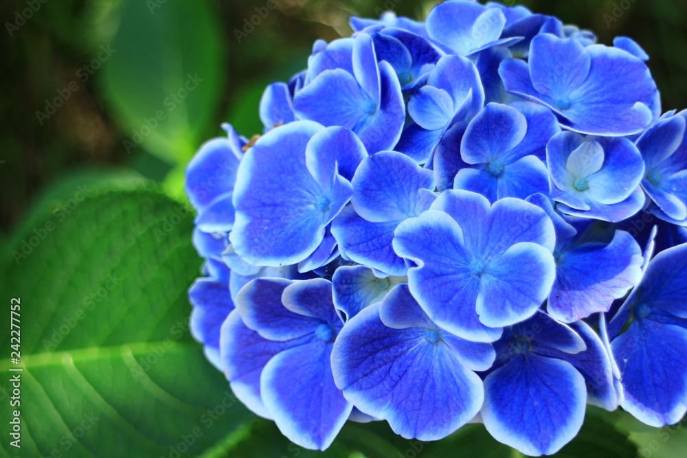 紫陽花 紫陽花