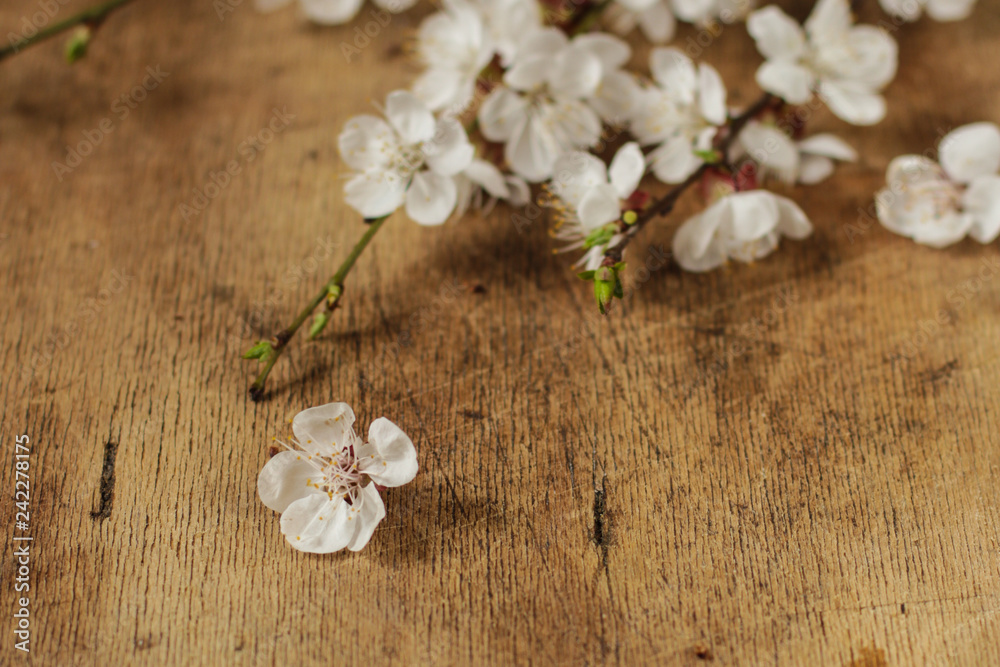 Fototapeta premium coffee in a cup on the table and primrose on the table (aroma). copy space. top