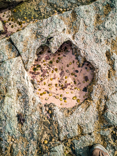 Rare Dinosaur footprint of the sauropod-dominated tracksite from Rubha nam Brathairean, Brothers Point - Isle of Skye, Scotland photo