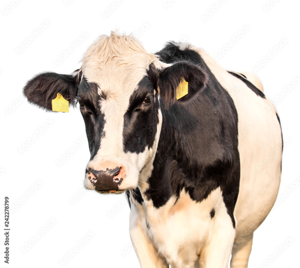 cow on a white