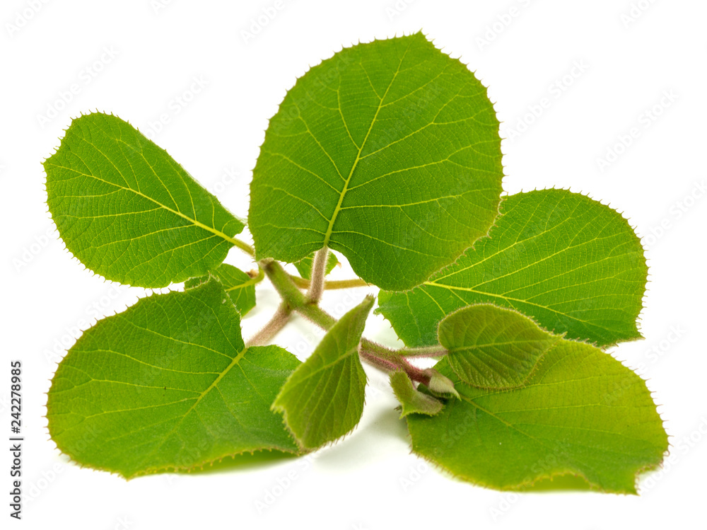 Fototapeta premium kiwi leaves on a white background