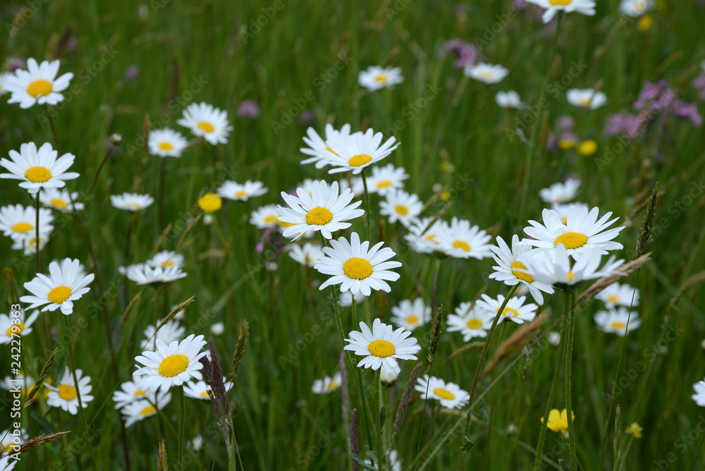 Margeritenwiese