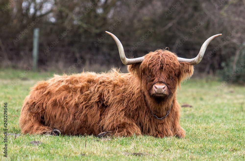 Scottish cow in pasture Scottish cow in pasture