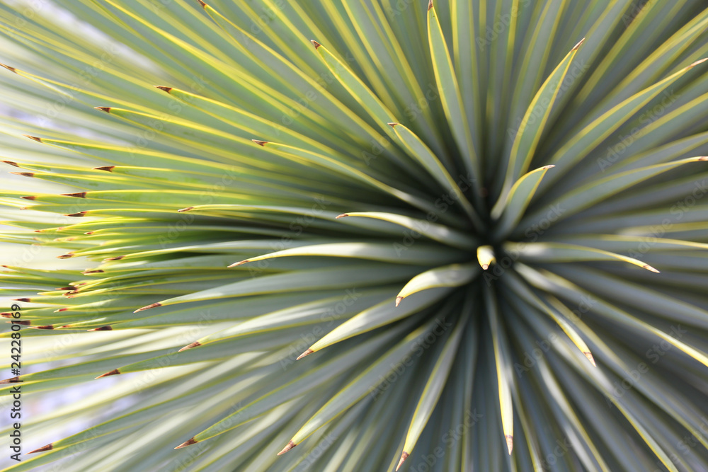 Obraz premium Tropical plant close-up.