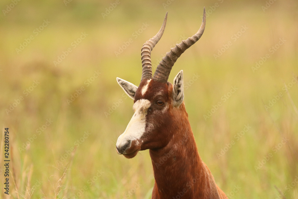 African Blesbok in the African bush veld African Blesbok in the African bush veld