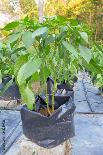 Red chili plant  in farm with modern system use poly bag , poly pipe and fartigation system. photo