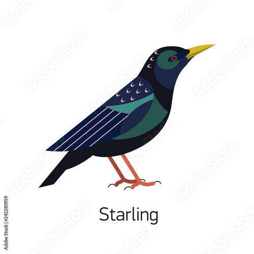 Εκτύπωση καμβά Starling isolated on white background