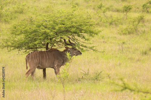 Kudu in the African bush veld