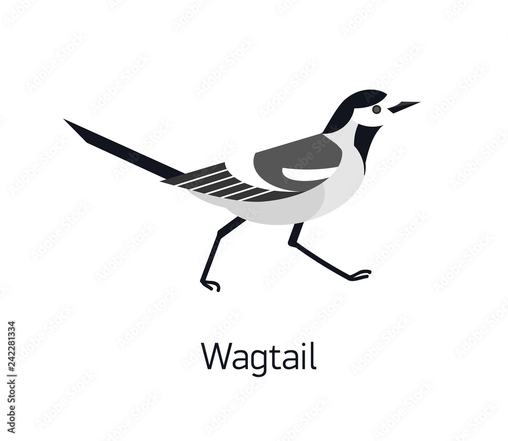 Fototapeta premium Wagtail isolated on white background